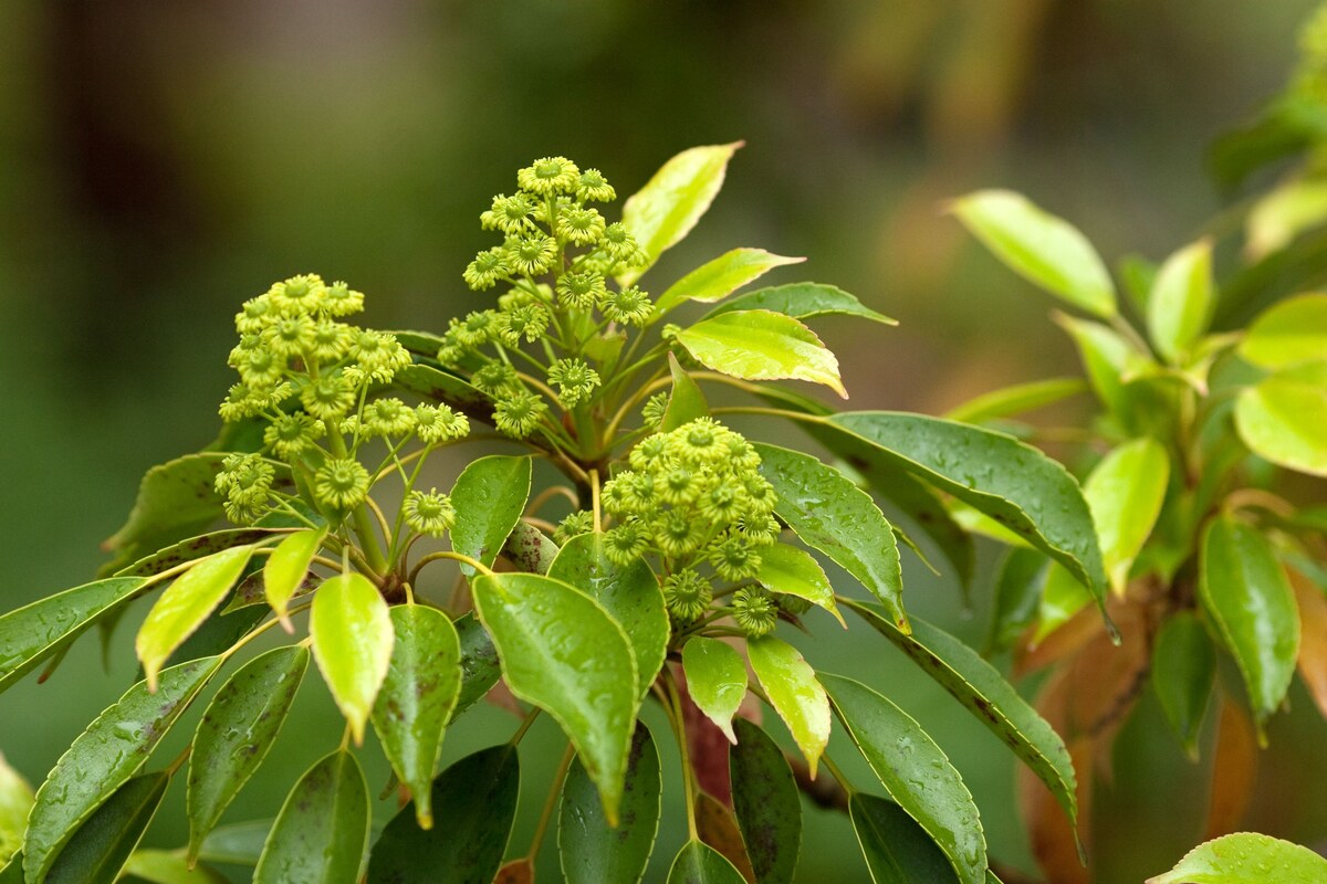 RagnarOak Premium Botanical Ingredients